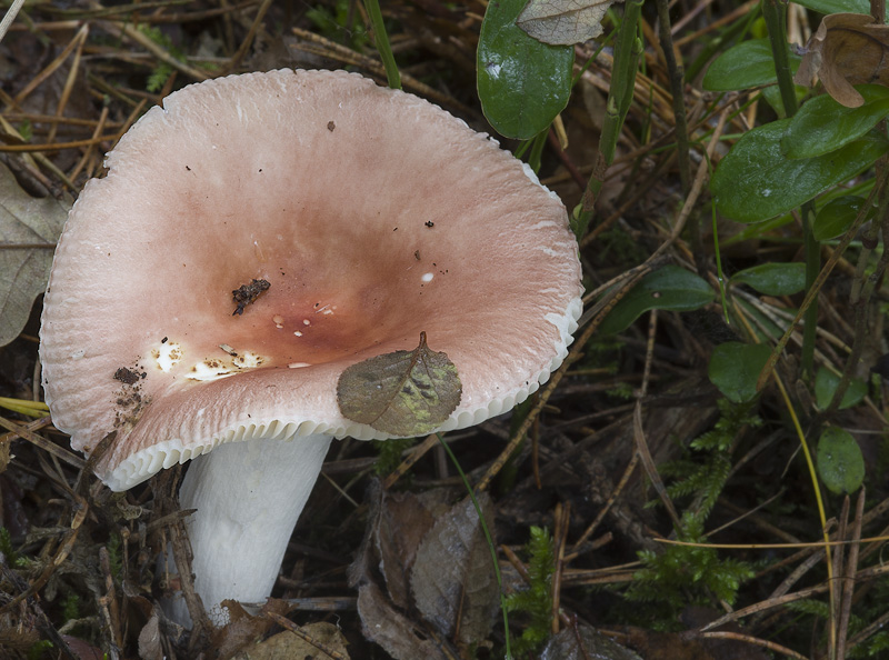 Russula fontqueri